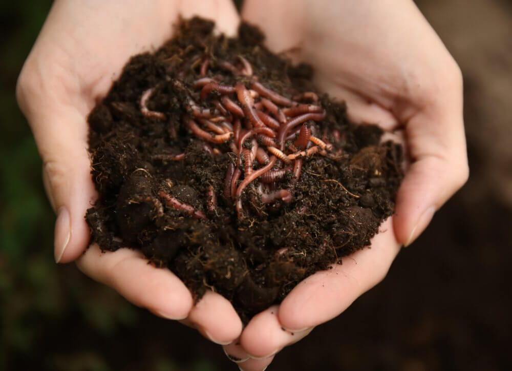 Die Welt bequem von Zuhause aus verbessern - Projekt Wurmkiste - plant4planet