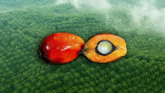 Palmöl industrielles Gold und Klimazerstörer / Palm oil: industrial gold and climate destroyer - plant4planet